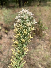 Liatris bridgesii