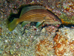 Epinephelus costae