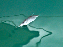 Macroramphosus scolopax