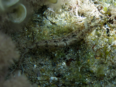 Clinitrachus argentatus