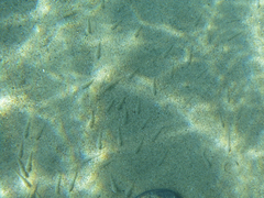 Pomatoschistus marmoratus