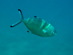Trachinotus ovatus