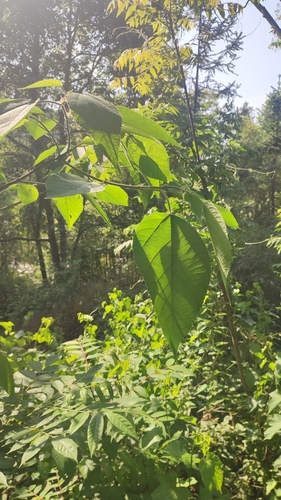 Paper mulberry
