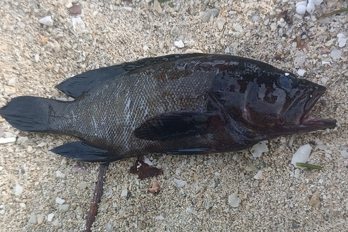 Blue-finned rock cod (Cephalopholis microprion) — Serranidae — 3
