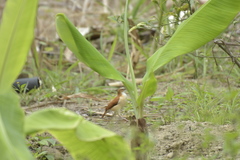 Furnarius leucopus cinnamomeus