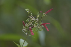 Justiciinae