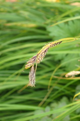 Carex macrochaeta