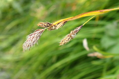 Carex macrochaeta