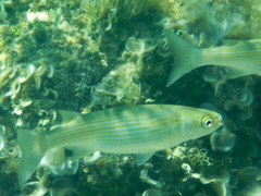 Oedalechilus labeo