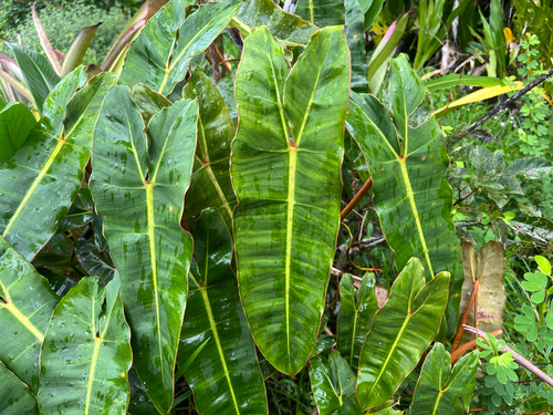 Foto de Philodendron billietiae