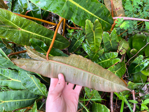 Foto de Philodendron billietiae