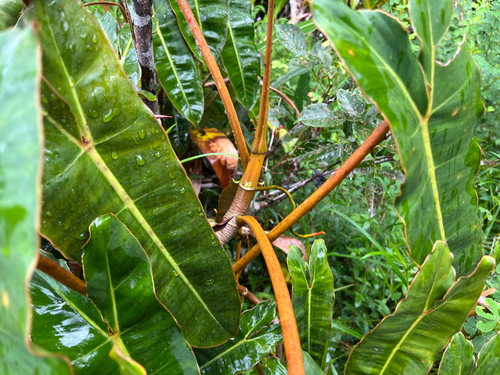Foto de Philodendron billietiae