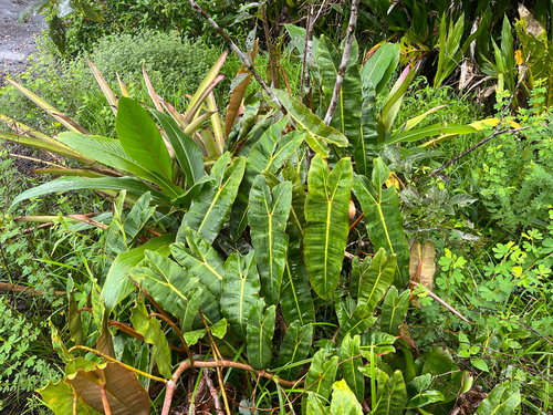 Foto de Philodendron billietiae