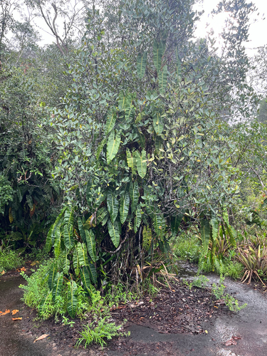 Foto de Philodendron billietiae