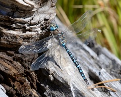 Aeshna interrupta interrupta