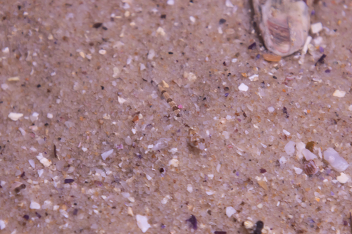 Limnichthys fasciatus observed 2025-04-28