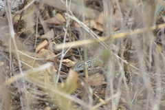 Medopheos edracanthus