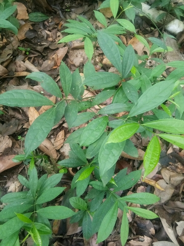 Myxopyrum smilacifolium observed 2025-04-28