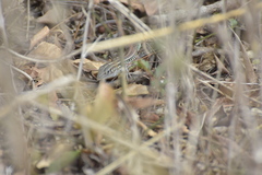 Medopheos edracanthus