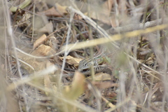 Medopheos edracanthus