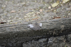 Hamadryas amphichloe