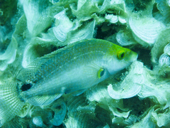 Symphodus mediterraneus