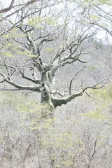 Ceiba trischistandra