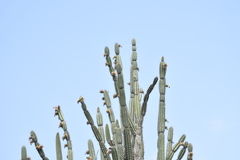 Armatocereus cartwrightianus