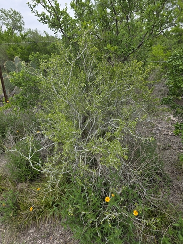 Image of Schaefferia cuneifolia by (c) Cleveland Powell, some rights reserved (CC BY)