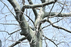 Ceiba trischistandra