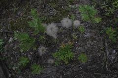 Pulsatilla dahurica