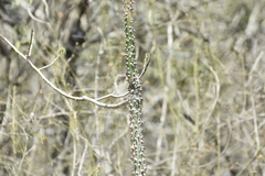 Ceiba trischistandra