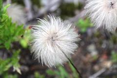 Pulsatilla dahurica