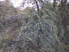 Pyrus communis caucasica