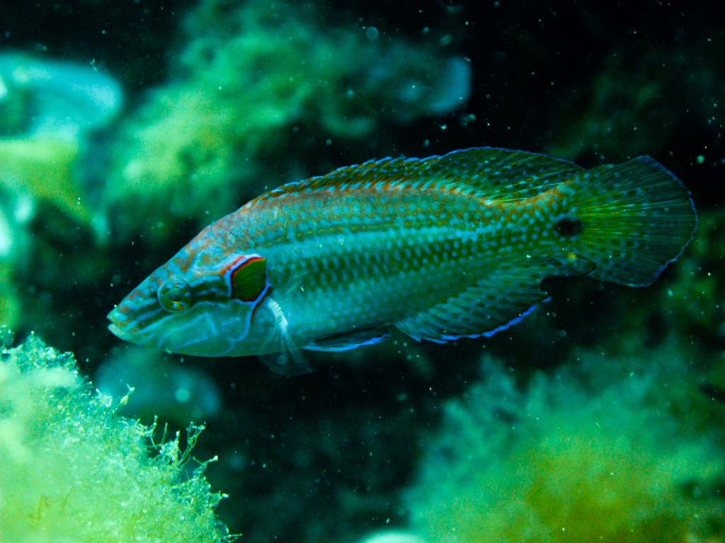 Ocellated Wrasse