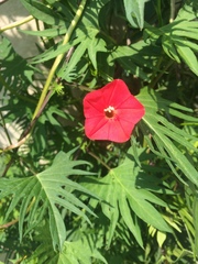 Ipomoea × multifida