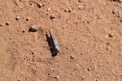 Trimerotropis thalassica