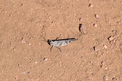 Trimerotropis thalassica