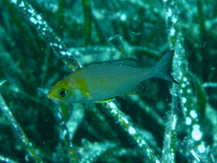 Spondyliosoma cantharus