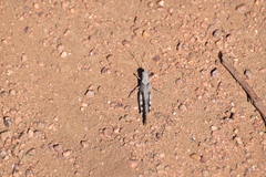 Trimerotropis thalassica