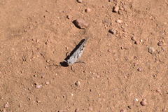 Trimerotropis thalassica