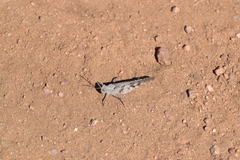 Trimerotropis thalassica