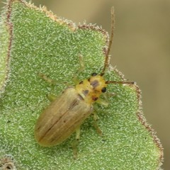 Trirhabda schwarzi