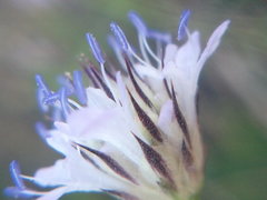 Cephalaria transsylvanica