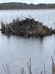 American Beaver photo 5