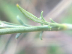 Cephalaria transsylvanica