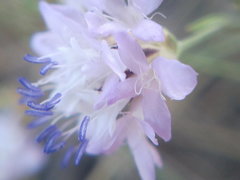 Cephalaria transsylvanica