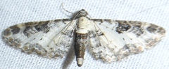 Prorella gypsata