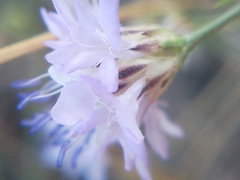 Cephalaria transsylvanica