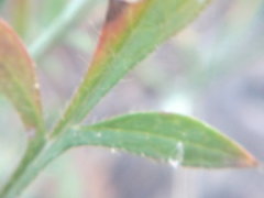 Cephalaria transsylvanica